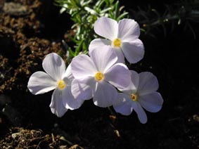 Phlox diffusa